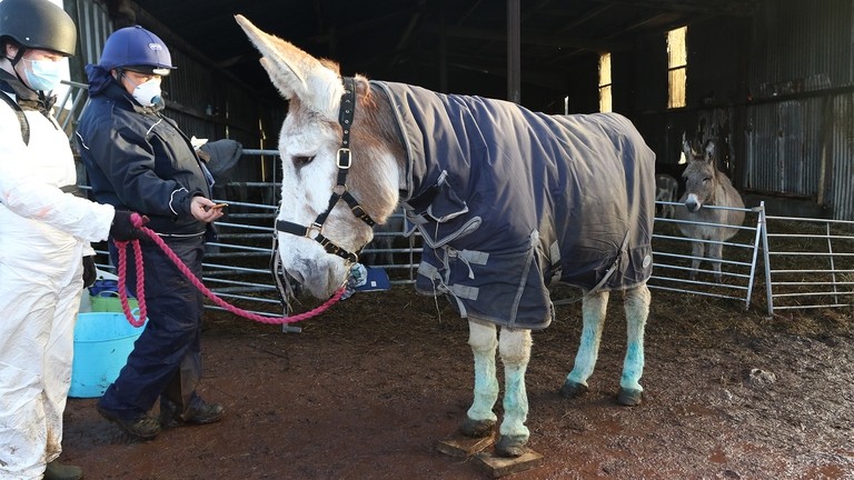 A large white and beige donkey wearing a blue rug during a rescue