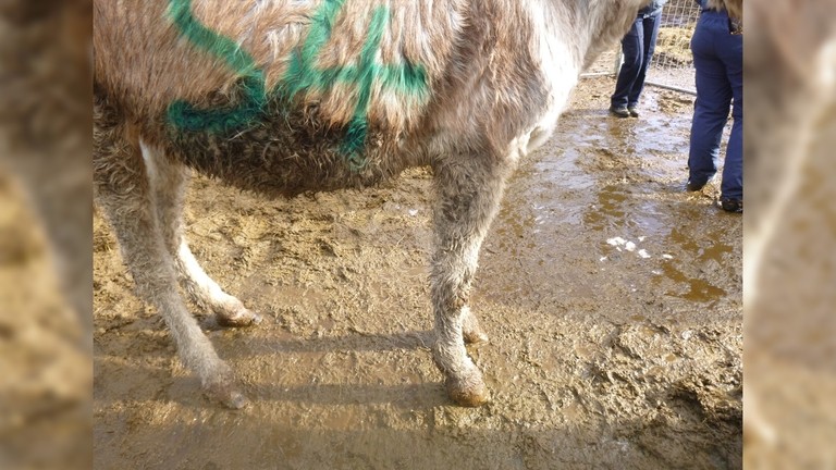 A close up of a donkey with matted white and beige fur and muddy legs