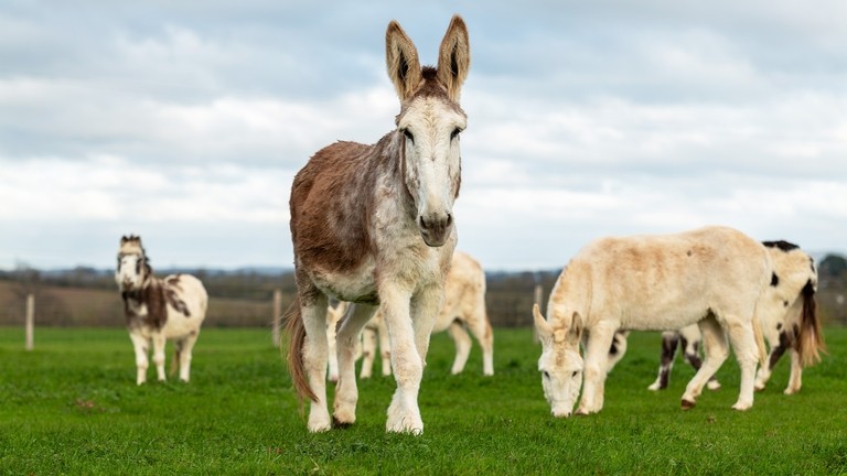 A group of donkeys with a large white and beige donkey at the front of the herd
