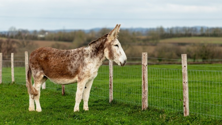 A large white and beige donkey looking to the right over a fence