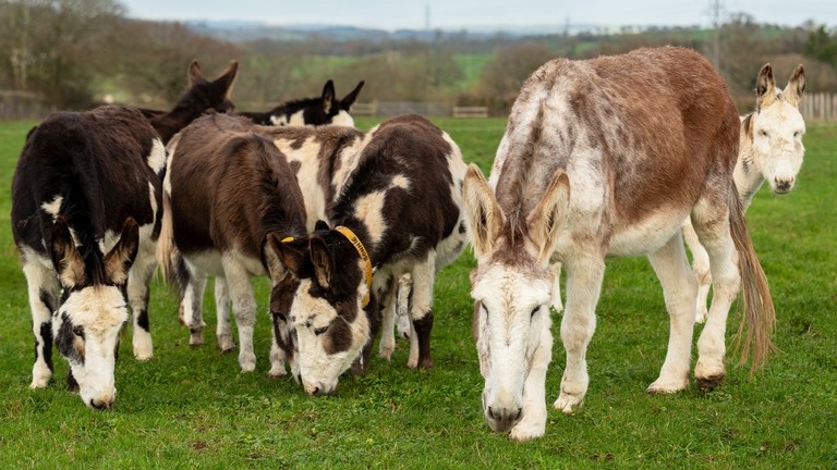 A group of donkeys with a large white and beige donkey at the front of the herd