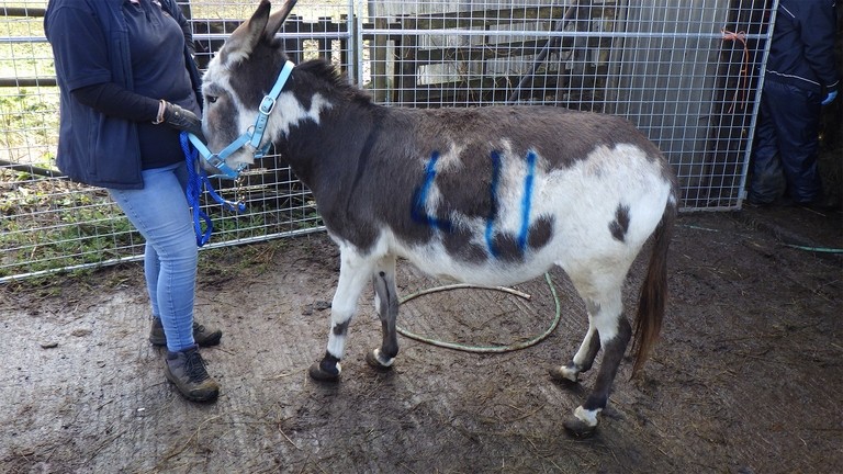 A brown and white donkey standing sideways wearing a face harness while being held by a rescuer.