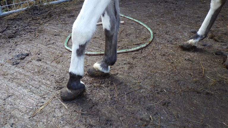 A close up of overgrown donkey hooves