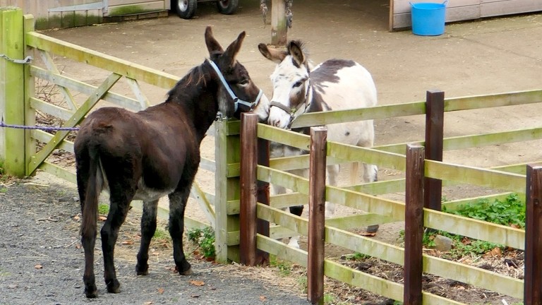 A brown donkey and a white and grey donkey touching noses over a wooden fence.
