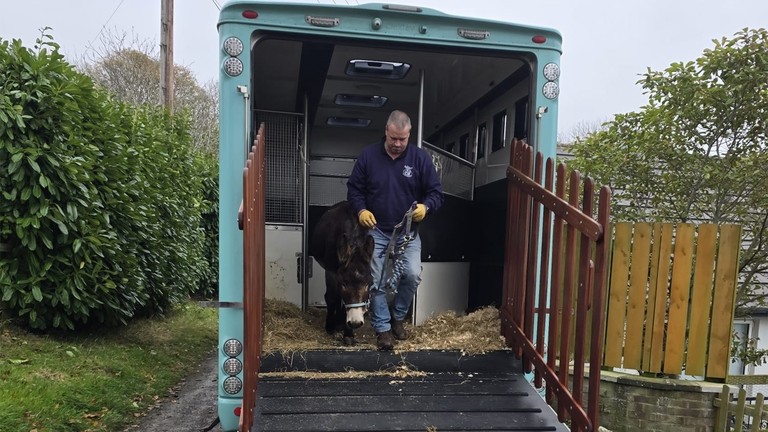 A man leading a small brown donkey down the ramp of a holding truck.