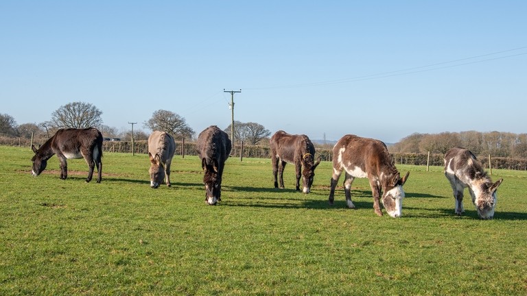 Six donkeys stood in a line while all grazing in a field.