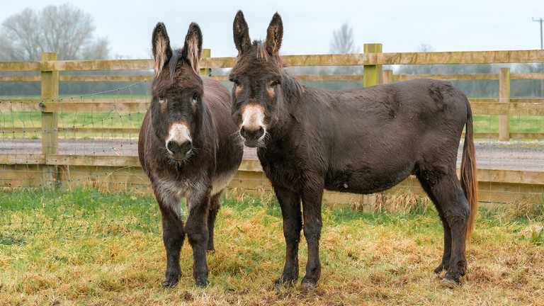 Two large brown donkeys with white noses looking toward the camera whilst stood in a grass field in front of a fence