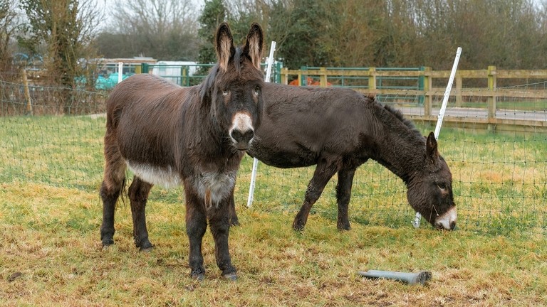 Two large brown donkeys, one looking toward the camera while the other grazes behind, in a grass field in front of a fence