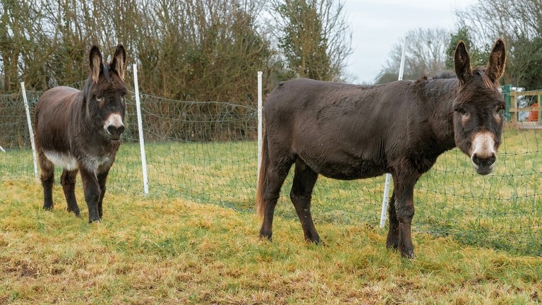 Two large brown donkeys with white noses looking toward the camera whilst stood in a grass field in front of a fence