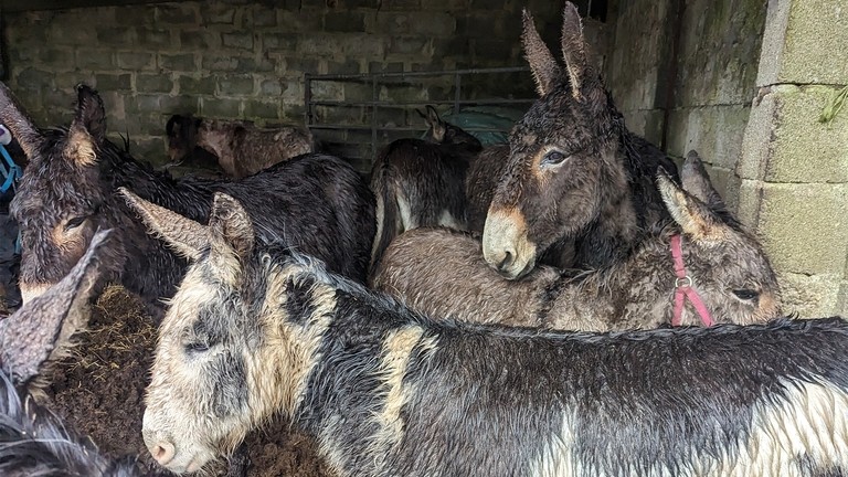 Nine donkeys in appalling condition squashed together in a small, cramped space