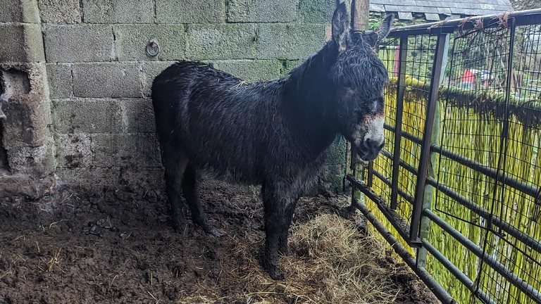 A wet donkey in appalling condition stood in thick faeces and mud.