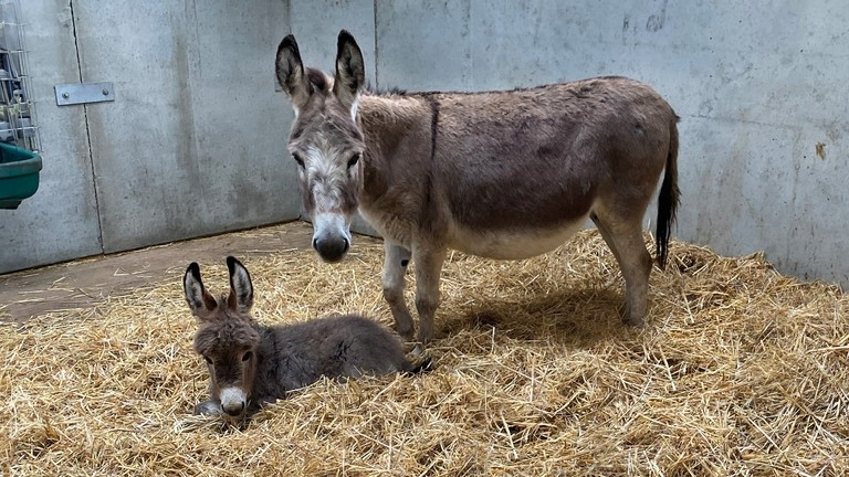 A miniature grey donkey stood in a stable looking toward the camera, with her small grey foal lying in front of her in the straw bedding.