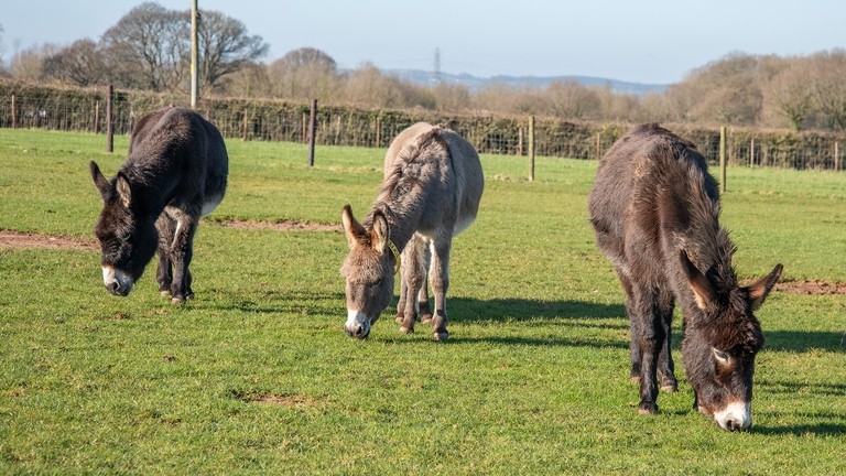 Two dark brown donkeys grazing in a field stood either side of a grey donkey grazing.