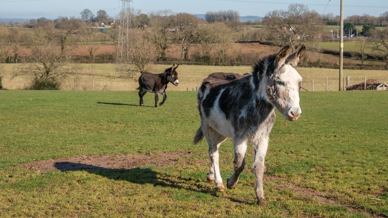 A white and brown skewbald donkey walking through a field whilst a brown donkey trots behind.
