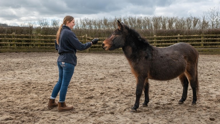 An image of a women extending her hand out towards a large brown mule in an outside sand paddock.