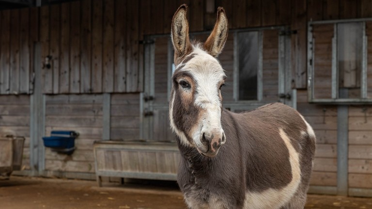 A white and brown skewbald donkey stood outside a wooden shelter.