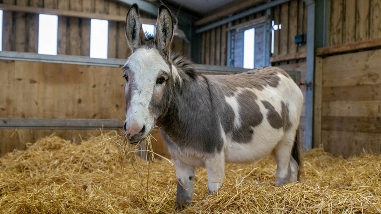 A white and and grey donkey stood in straw inside a wooden shelter