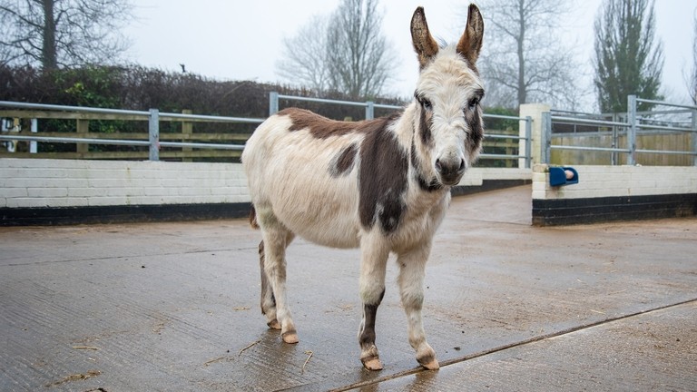 A white and brown skewbald donkey stood in a concrete paddock.