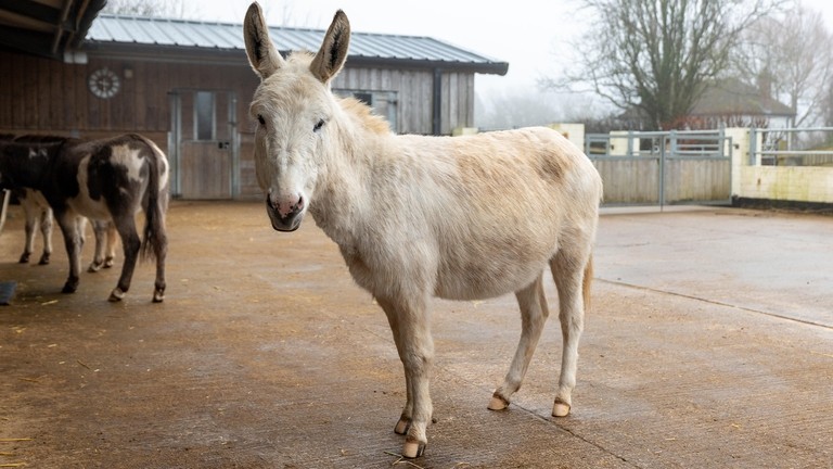 A white donkey stood in a concrete paddock looking toward camera