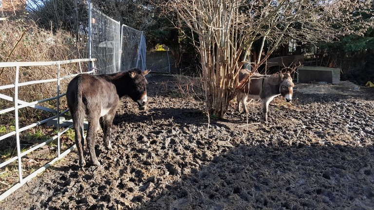 A grey donkey and a dark brown donkey stood in thick mud surrounded by hazardous materials.