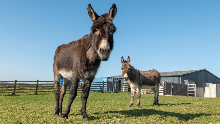 A dark brown donkey standing close to the camera while a grey donkey stands further back in a grass field surrounded by wooden fence.