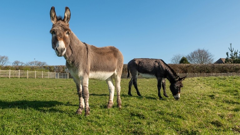 A grey donkey in the foreground with a dark brown donkey stood behind grazing on grass in a field surrounded by wooden fencing. 