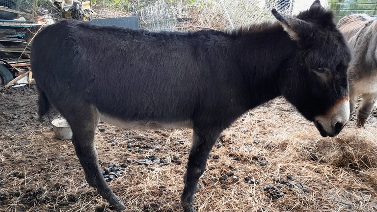 A underweight dark brown donkey with rain scald and hair loss.