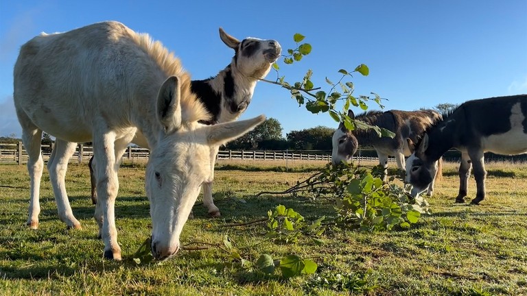 Four donkeys in a field eating branches with leaves
