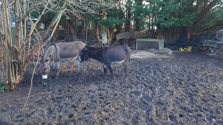 A grey donkey and a dark brown donkey stood in thick mud surrounded by hazardous materials.