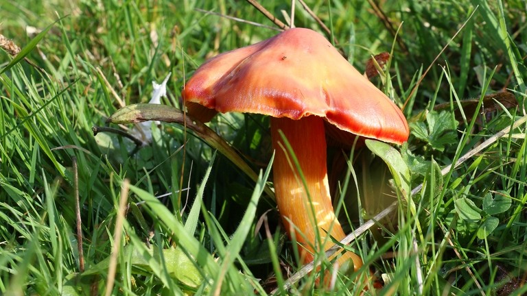 A close up image of a big red fungi plant amongst grass.
