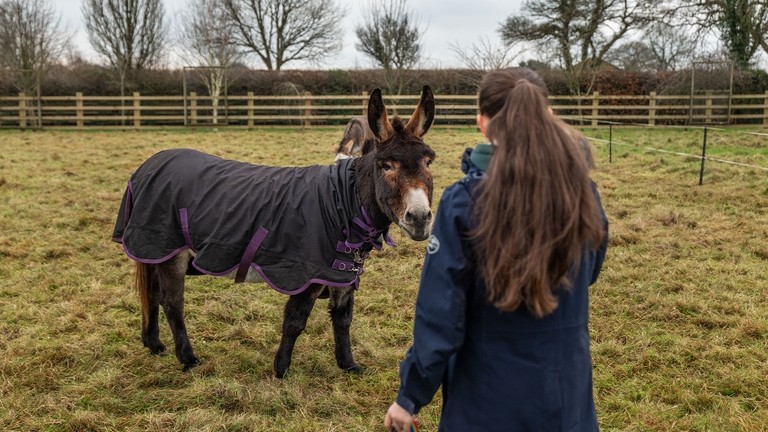 An image of a large brown donkey wearing a waterproof rug looking towards a girl who has her back toward the camera.