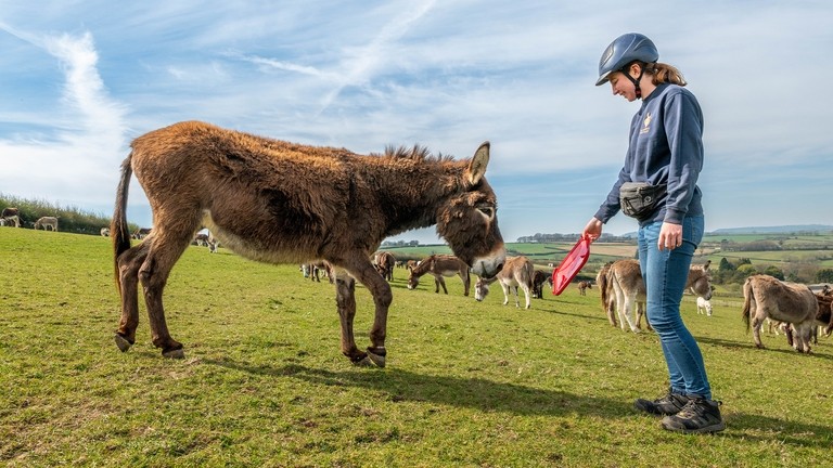 An image of a brown donkey walking towards a women holding out a red plastic container lid in an open field with donkeys grazing behind.
