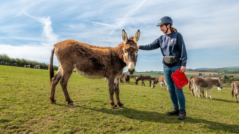 An image of a brown donkey standing sideways and looking towards the camera, while a women stokes its head and holds a red plastic container lid.