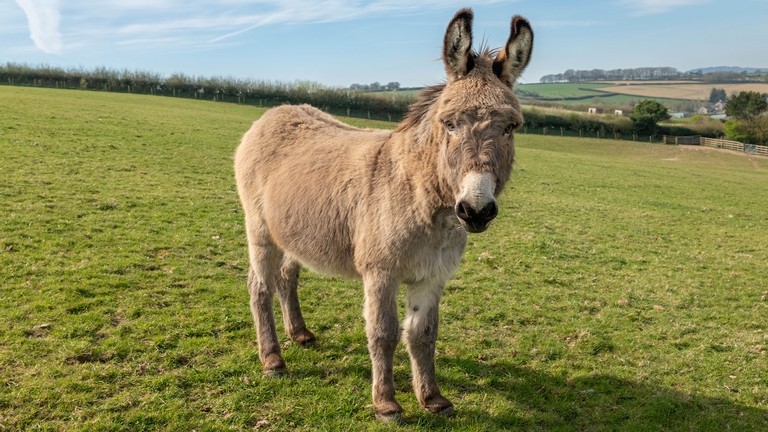 An image of grey donkey with a white nose stood in a field looking towards camera