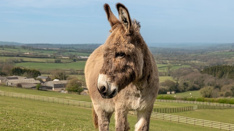 An close-up of a grey donkey stood in a field looking out towards the left.