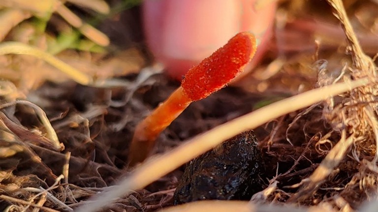 A close-up image of a small red fungi shoot coming out from the ground.