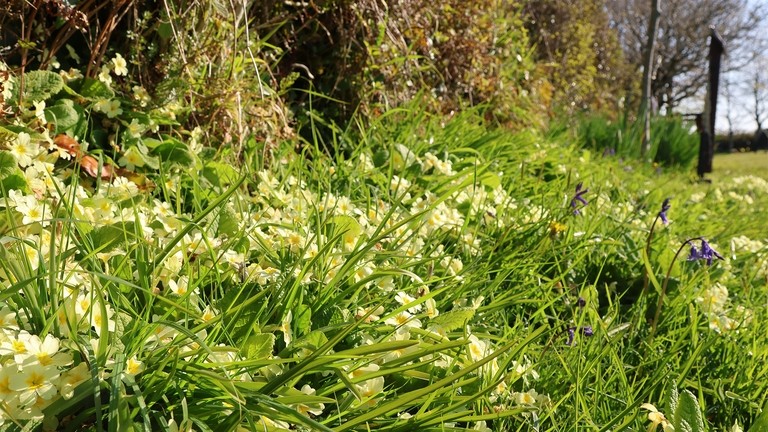 A close up image of wildflowers on the edge of a grass walkway.