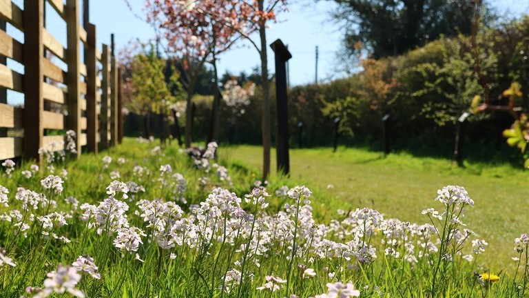 A close up image of wildflowers on the edge of a grass walkway.