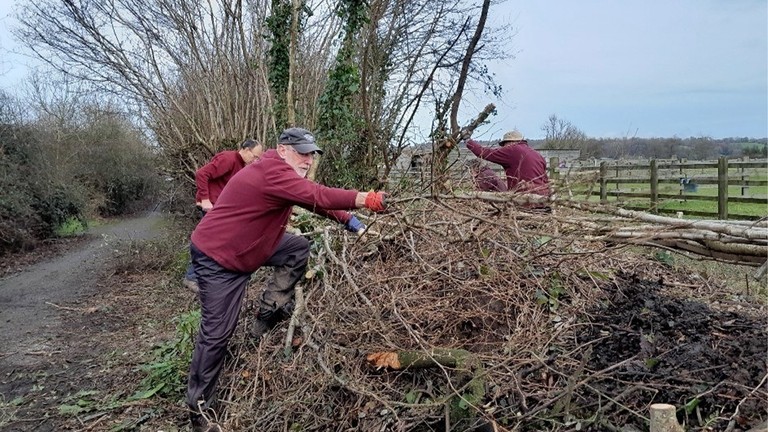 An image of three men wearing burgundy fleeces working on a hedge of small branches.
