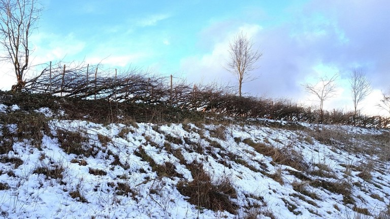 An image of small hedge on top of a small hill covered in snow.