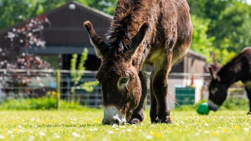 Adoption donkey Tornado at The Donkey Sanctuary Ivybridge