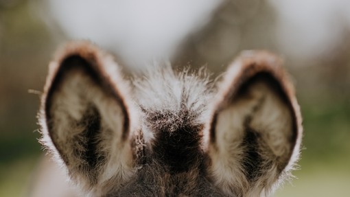 Donkey ears