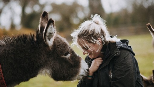 Donkey and groom