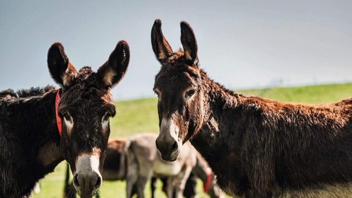 Pair of donkeys, Policies and housekeeping.