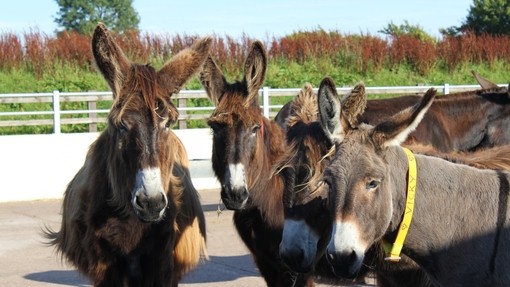 Poitou donkeys in Buffalo Barn