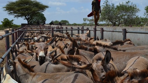 Why donkeys matter.