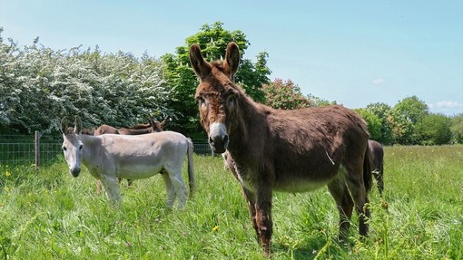 Two donkeys stood together in a field on a sunny day