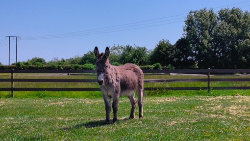 Dougie standing in paddock following his operation.