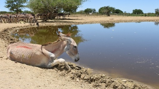 Gabriel stuck by lake in Brazil holding pen.