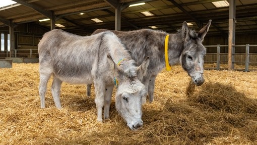 Valley and Isla at Brook Farm after their Anglesey rescue.